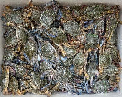 ICAR-CIBA, Chennai Demonstrates India’s First Blue Swimmer Crab Farming Technology Using its own Hatchery-Produced Seed and Formulated Feed