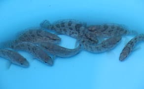 seedsofgrouper