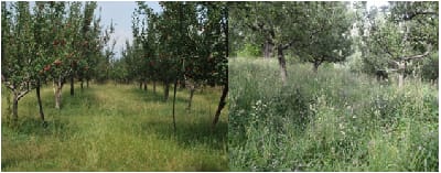 ICAR-Indian Council of Agricultural Research