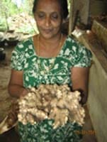 ginger-02-29032016