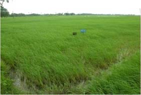 ICAR-Indian Council of Agricultural Research