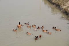 ss-chaur-11-12-2012-2
