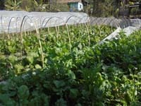 BackyardpoultryVanaraja)production-04
