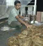 ICAR-Indian Council of Agricultural Research