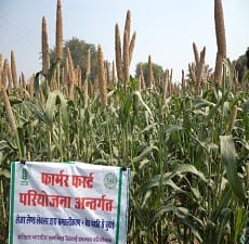 Laser levelling along with ridge furrow in standing pearl millet for getting higher yield and income