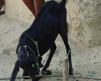 NAIP-ss-1-5