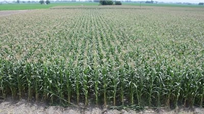 ICAR-Indian Council of Agricultural Research