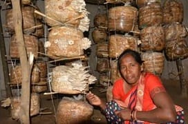 ICAR-Indian Council of Agricultural Research