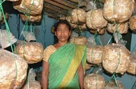 Mushroom Cultivation - A way towards self-reliance 02