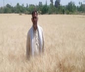 Popularization of Kathia Wheat (Variety HI-8717) for enhanced income 02