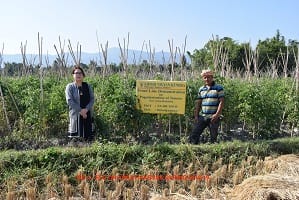 SS-tomato-02