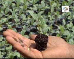 ICAR-Indian Council of Agricultural Research