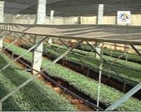 sucess-story-Quality-Seedlings2