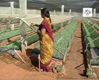 sucess-story-Quality-Seedlings5