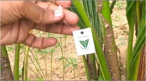 CPCRI-QR-Coconut-1