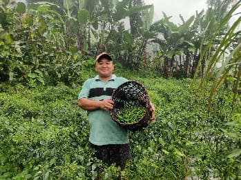 ha Heartland: A Success Story of Organic Chilli Cultivation in Sikkim Himalaya