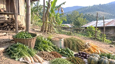 Rooted in Nature, Rising with Resilience: A Farmer’s Journey Towards Natural Farming in Nagaland