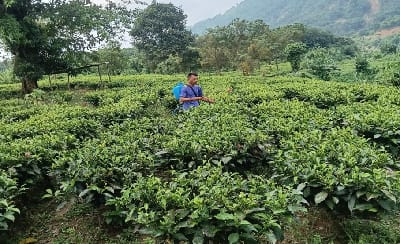 ICAR-Indian Council of Agricultural Research