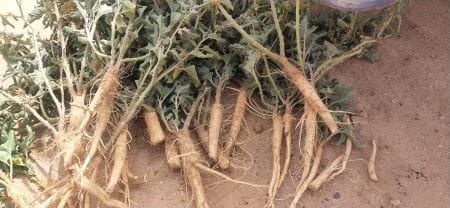 ICAR-DMAPR’s Contribution to Nagori Ashwagandha GI Tag Gains Global Spotlight at G7 Summit