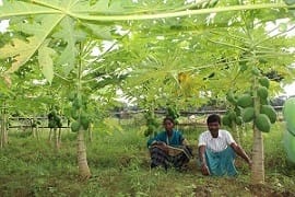ICAR-Indian Council of Agricultural Research