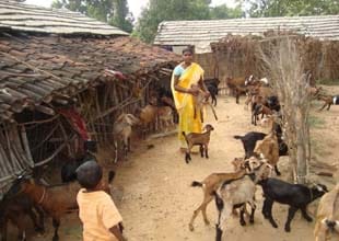goatery-0522042014