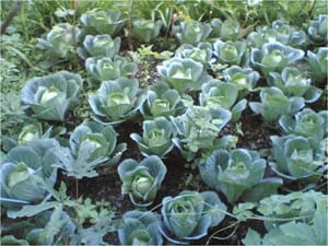 Success-Story-offseason-vegitables