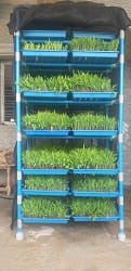ICAR-Indian Council of Agricultural Research