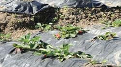 strawberry-6