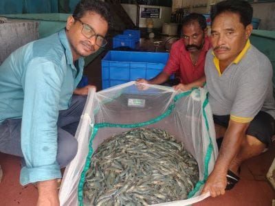 Success of High-Density Shrimp Culture in a Biofloc System in the Andaman and Nicobar Islands
