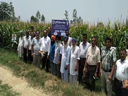 maize-success-story-3