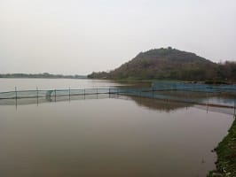 Successful Adoption of Culture Based Fisheries and Pen Culture Technologies enhanced Tribal Fishers’ income in Bamuni Beel, Assam 03