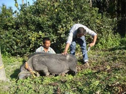 NRC-pig-ss1