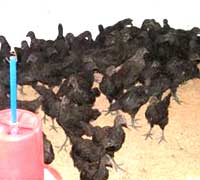 Kadaknath-rear-3