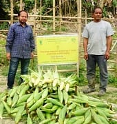 swwetcorn-04