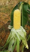 swwetcorn-02