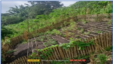 The Inspiring Journey of Gloria Sangtam in Natural Farming