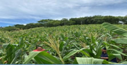 The Inspiring Journey of Gloria Sangtam in Natural Farming