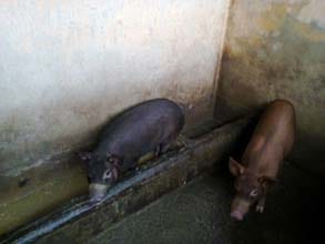 pig-02-23052014