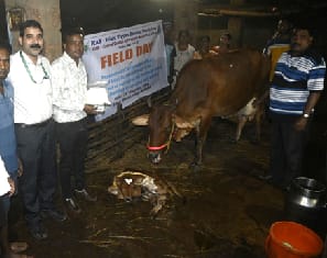 Transforming Dairy Productivity through Improved Reproductive Management in Repeat-Breeding Cattle