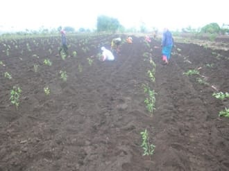Transplanting Technology: Unlocking the Yield Potential of Pigeonpea through a Sustainable and Resource-Efficient Approach in Bidar District
