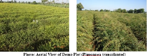 Transplanting Technology: Unlocking the Yield Potential of Pigeonpea through a Sustainable and Resource-Efficient Approach in Bidar District