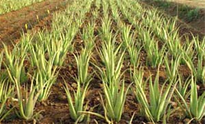 ICAR-Indian Council of Agricultural Research