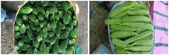From Fragmented Farming to Tech-Enabled Vegetable Clusters: A Policy Model for SC Farmer Empowerment