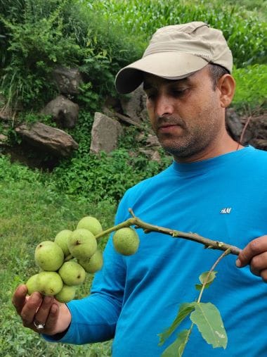 Turning Passion into Prosperity: The Walnut Success Story of Shri Suneel Singh with ICAR-CITH, Srinagar