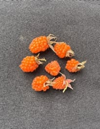 Unveiling Nature's Hidden Treasure: Conserving the Wild Edible Fruit Wealth of Western Arunachal Pradesh