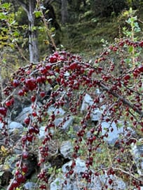 Unveiling Nature's Hidden Treasure: Conserving the Wild Edible Fruit Wealth of Western Arunachal Pradesh