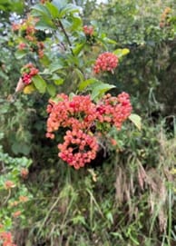 Unveiling Nature's Hidden Treasure: Conserving the Wild Edible Fruit Wealth of Western Arunachal Pradesh