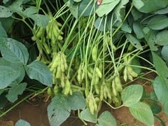 swarna-01-02122020
