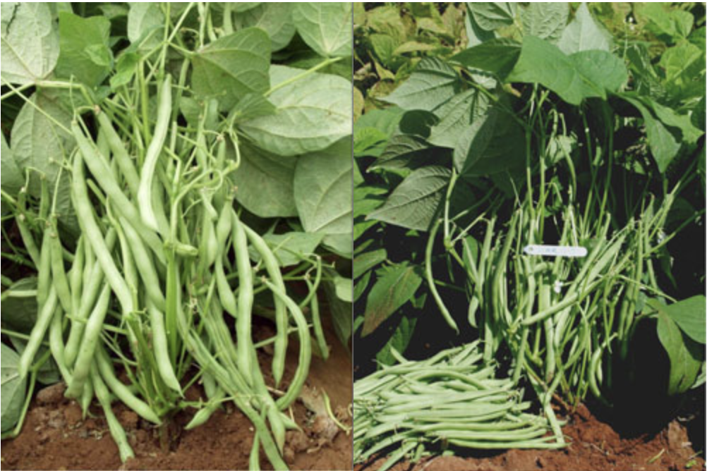 ICAR-Indian Council of Agricultural Research