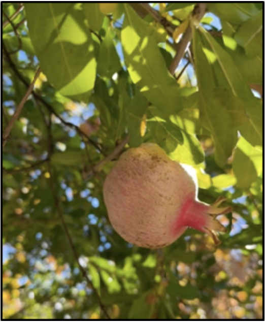 ICAR-Indian Council of Agricultural Research